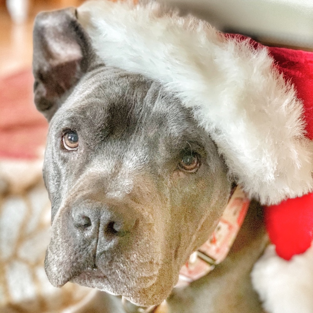 Meet your Posher, Monica